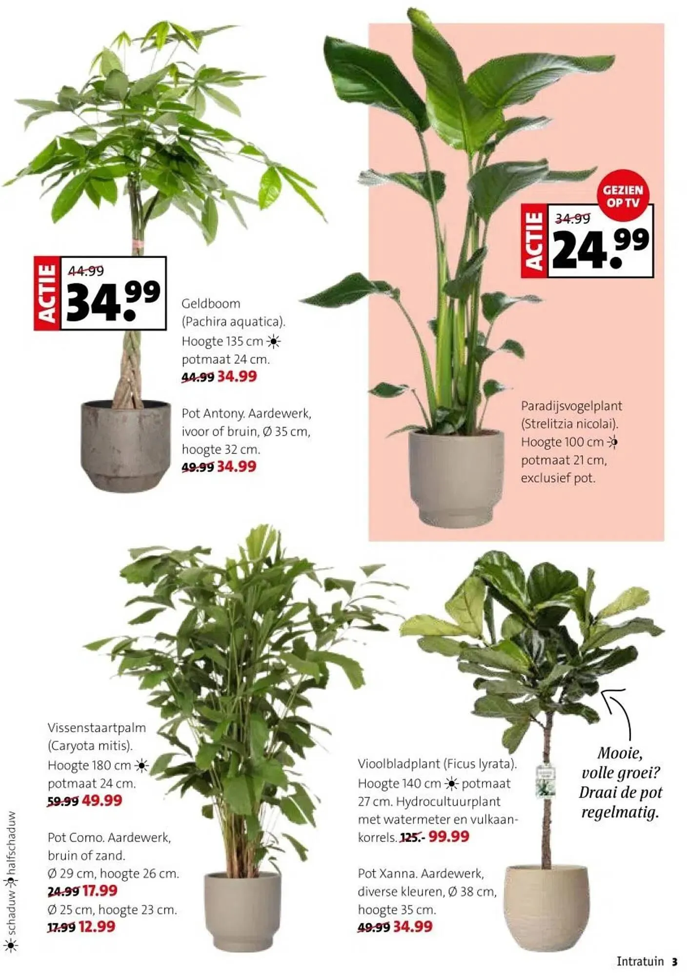 Intratuin folder van 29 december tot 4 januari 2026 - Folder pagina 3