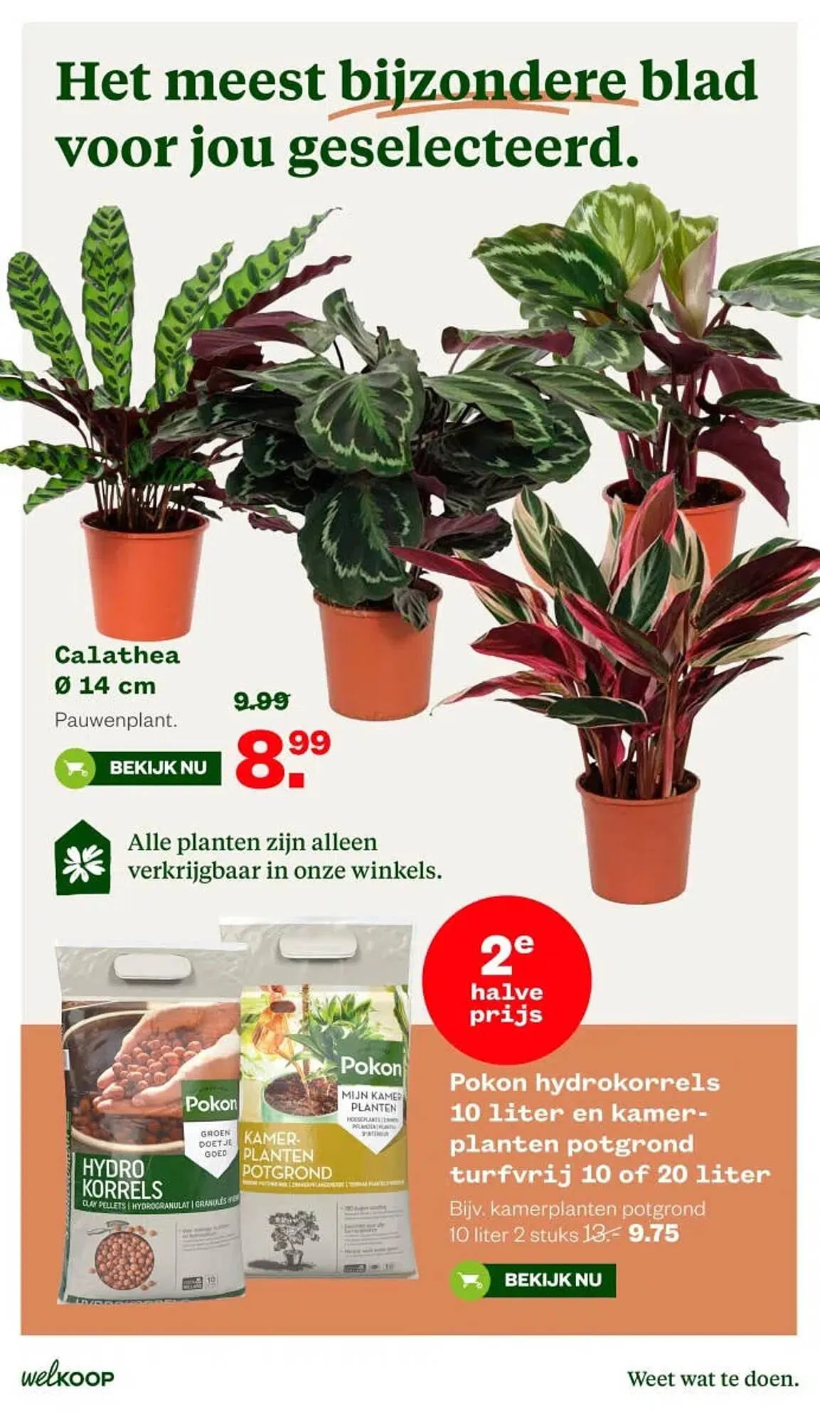 Welkoop folder van 13 april tot 19 april 2026 - Folder pagina 8