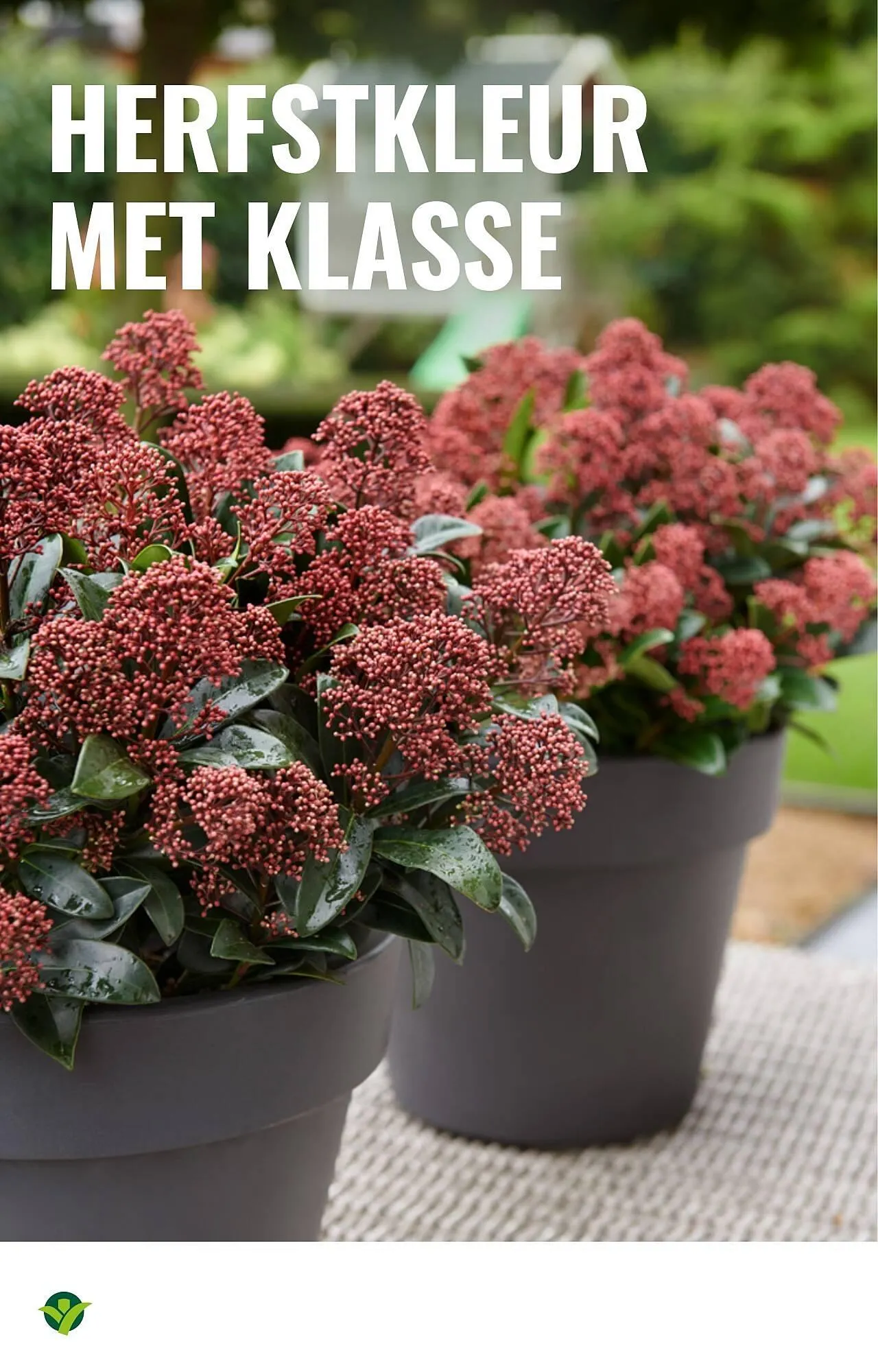 GroenRijk folder van 5 november tot 11 november 2025 - Folder pagina 4