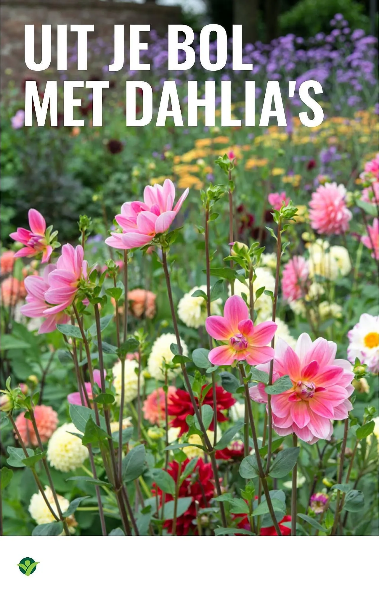 GroenRijk folder van 19 maart tot 25 maart 2026 - Folder pagina 16