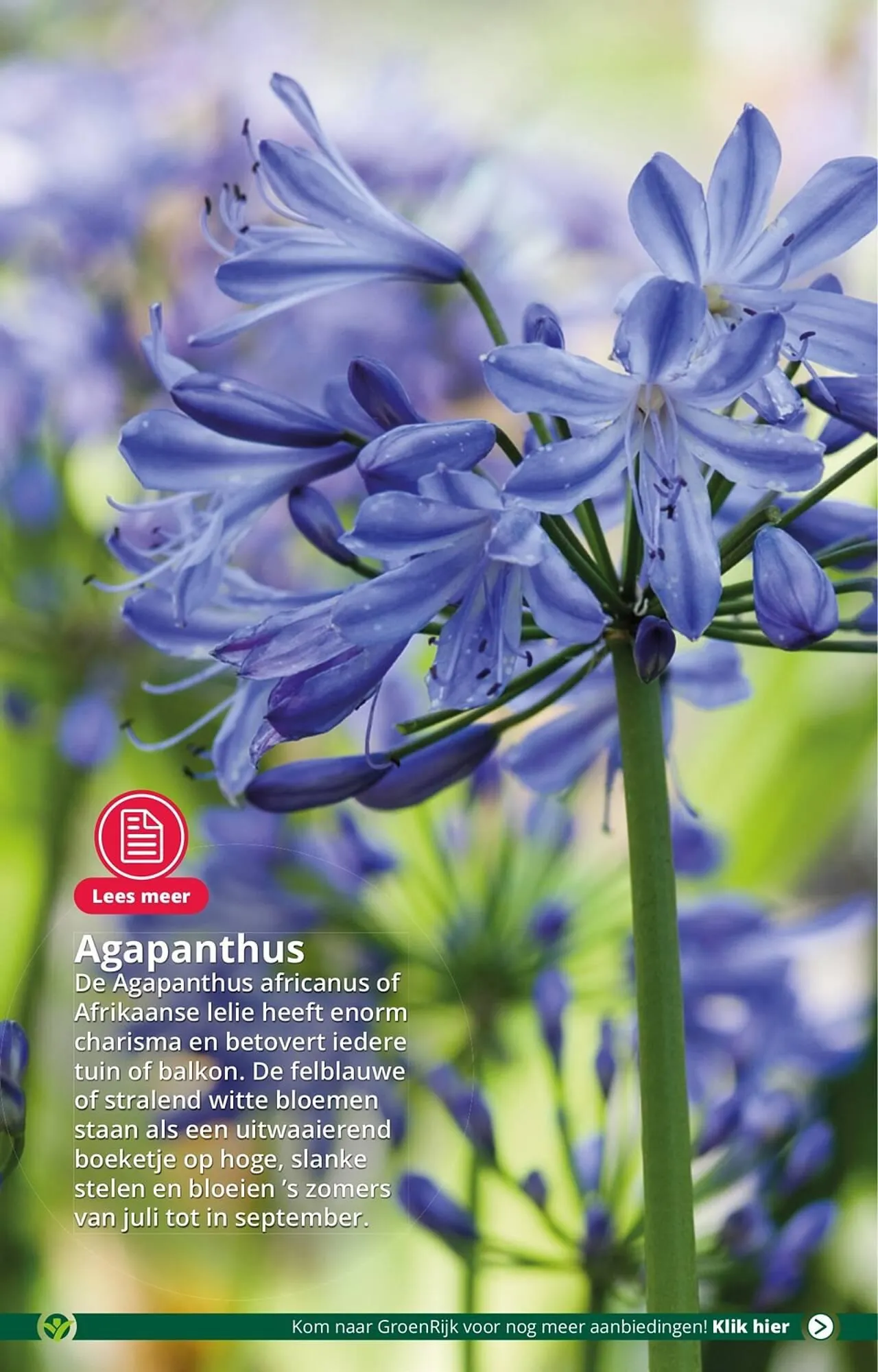 GroenRijk folder van 18 juli tot 25 juli 2023 - Folder pagina 7