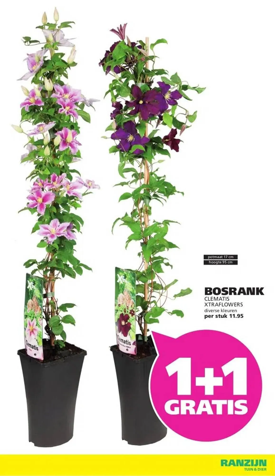 Ranzijn folder van 27 juli tot 9 augustus 2025 - Folder pagina 12