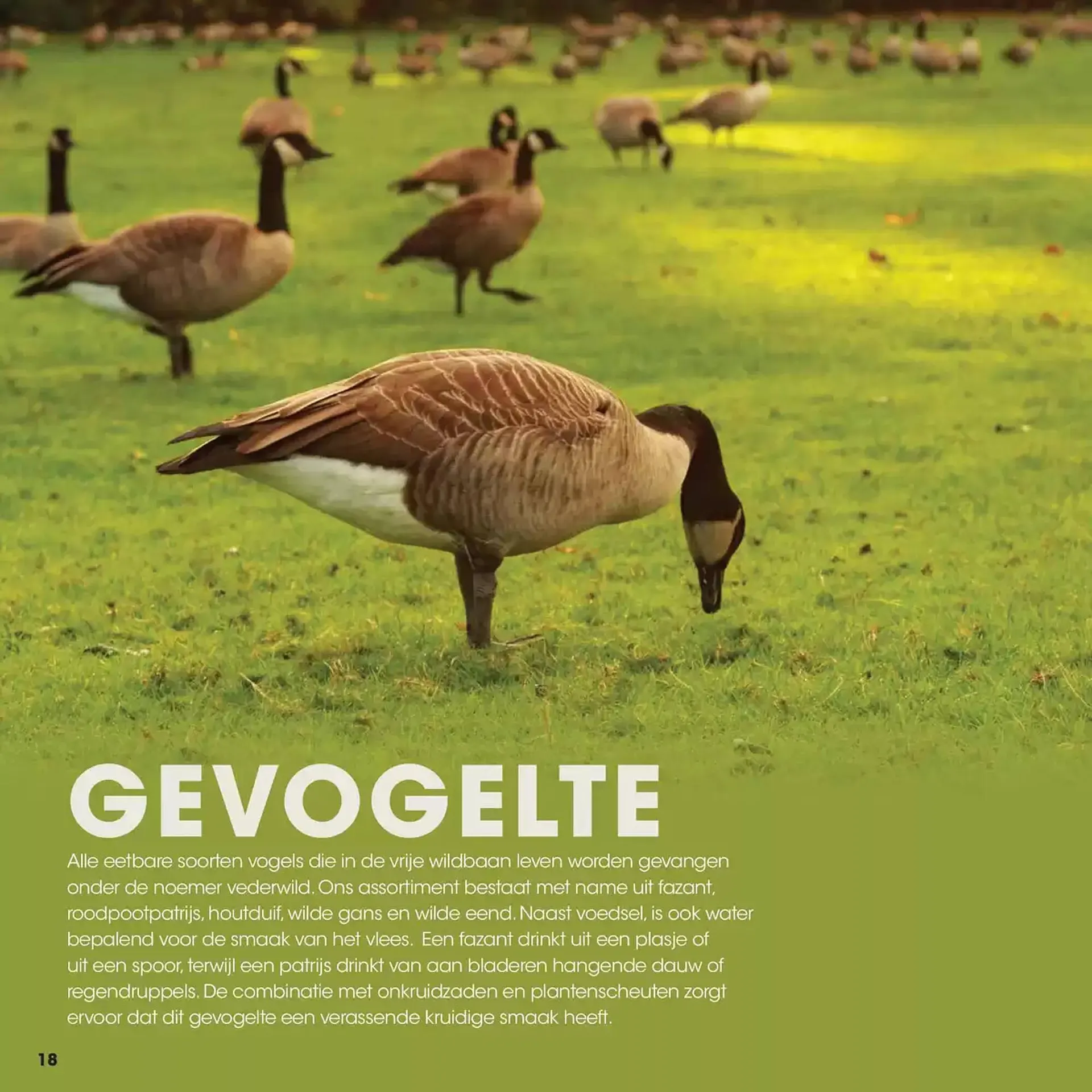 HANOS folder van 25 september tot 25 september 2025 - Folder pagina 18