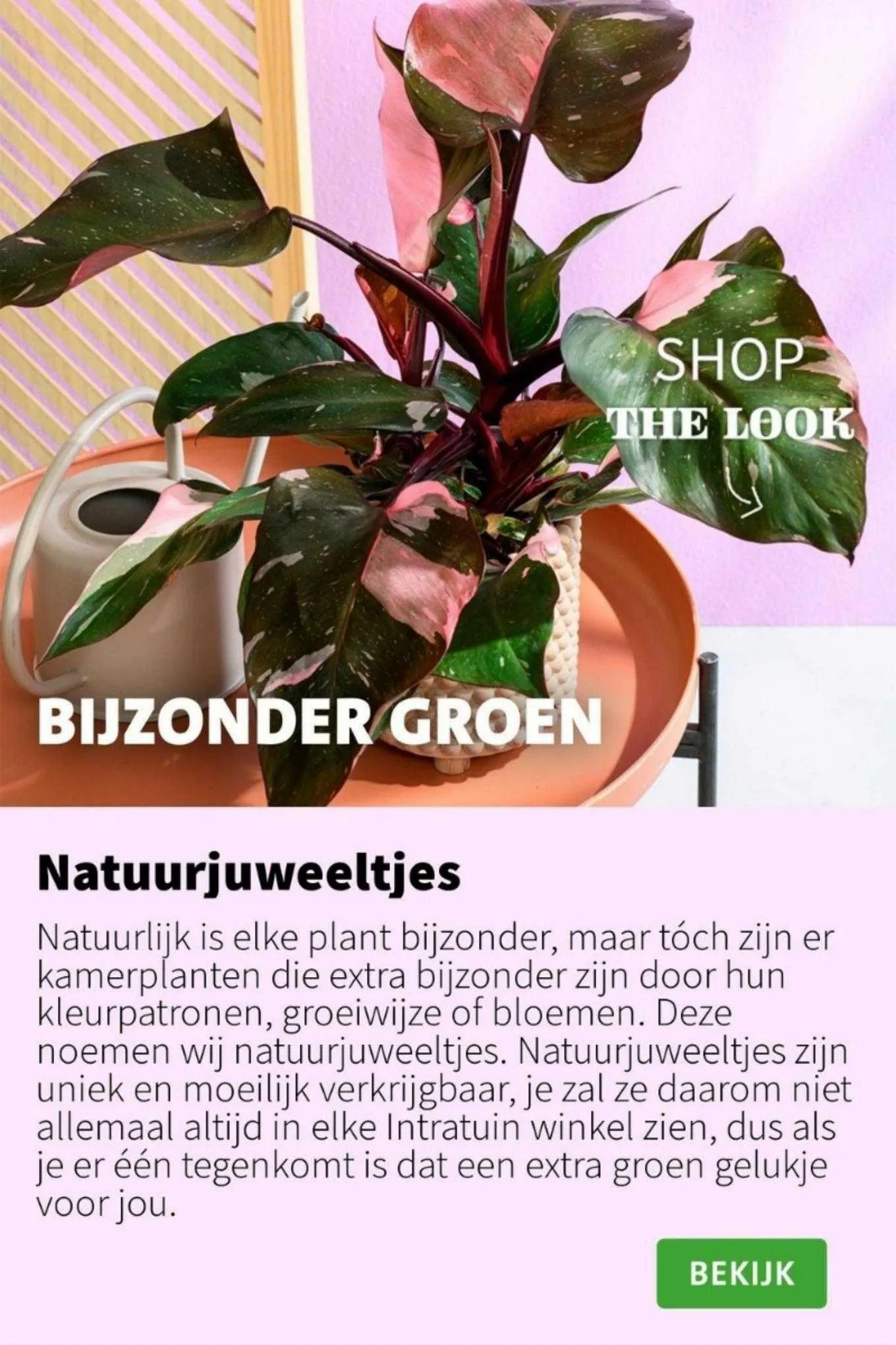 Intratuin Folder van 28 augustus tot 30 augustus 2023 - folder pagina 8