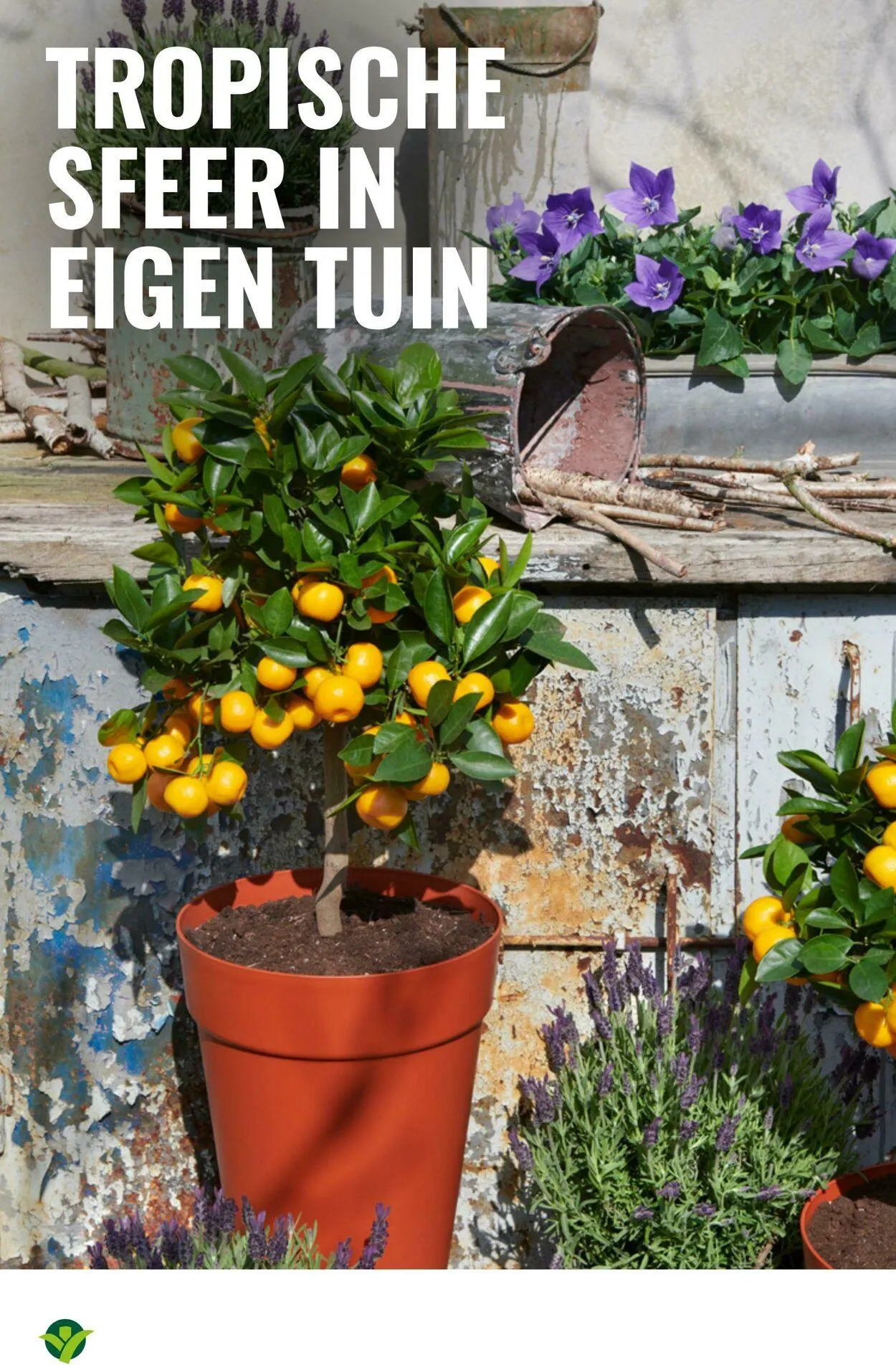 GroenRijk Actuele folder van 2 september tot 16 september 2025 - Folder pagina 10