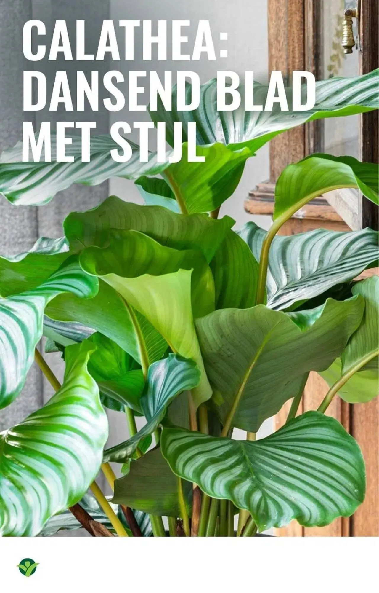 GroenRijk folder van 30 december tot 7 januari 2026 - Folder pagina 14