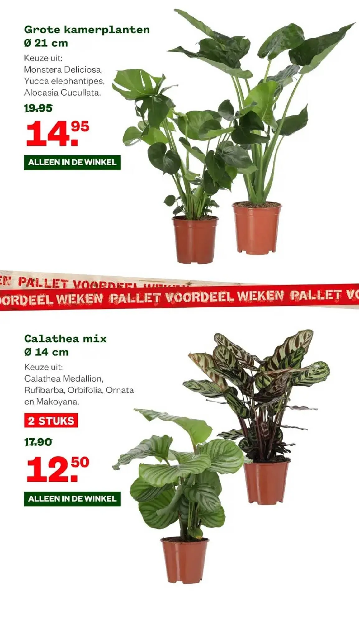 Welkoop folder van 30 december tot 12 januari 2025 - Folder pagina 14