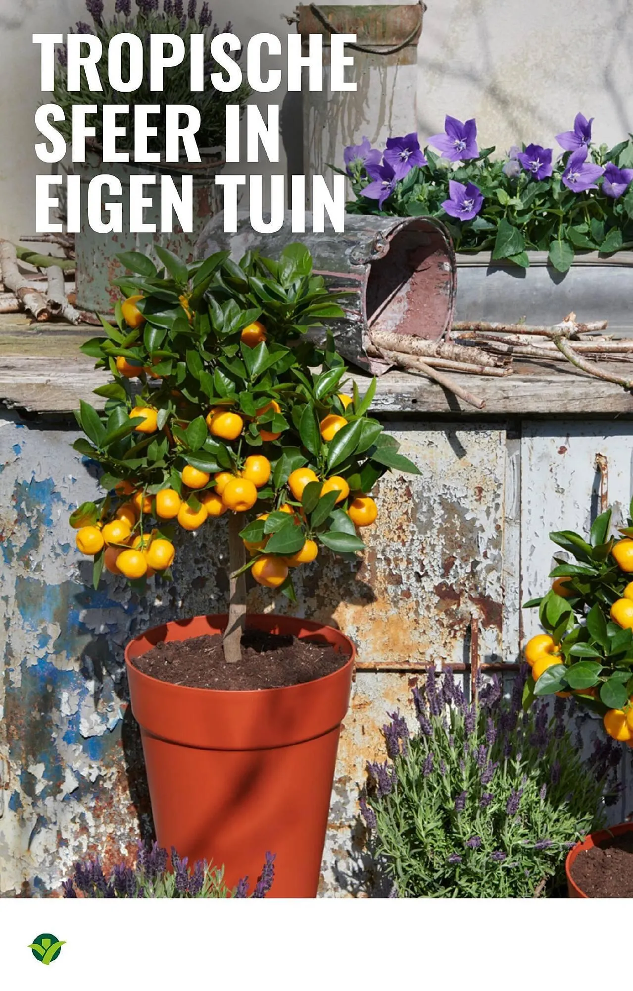 GroenRijk folder van 28 mei tot 3 juni 2025 - Folder pagina 10