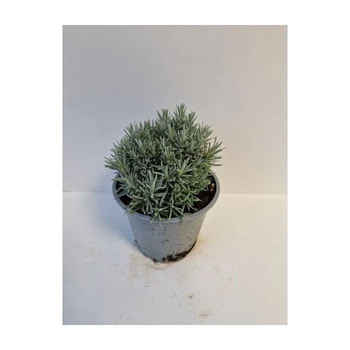 Kerrieplant