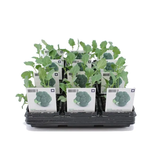 Brassica Oleracea var. Italica