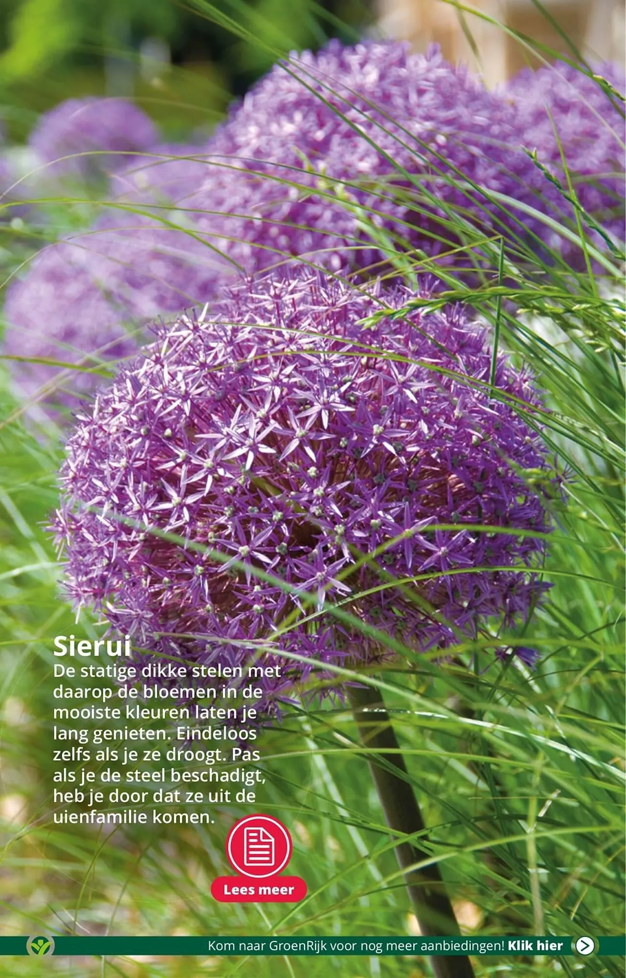 GroenRijk folder van 18 juli tot 25 juli 2023 - Folder pagina 4