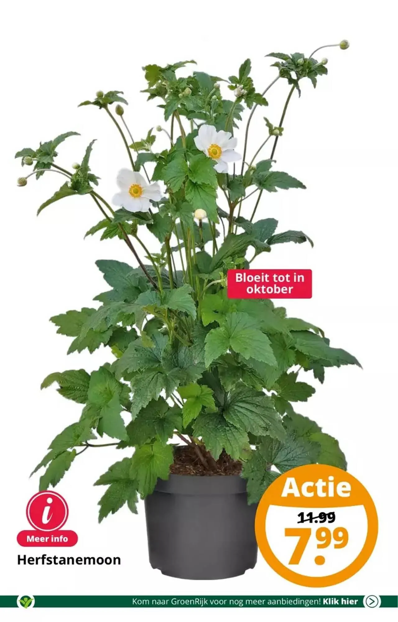 GroenRijk folder van 30 augustus tot 5 september 2023 - Folder pagina 5