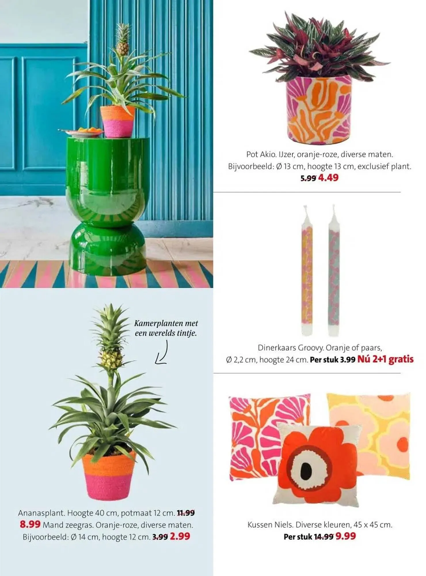 Intratuin folder van 17 februari tot 23 februari 2025 - Folder pagina 12