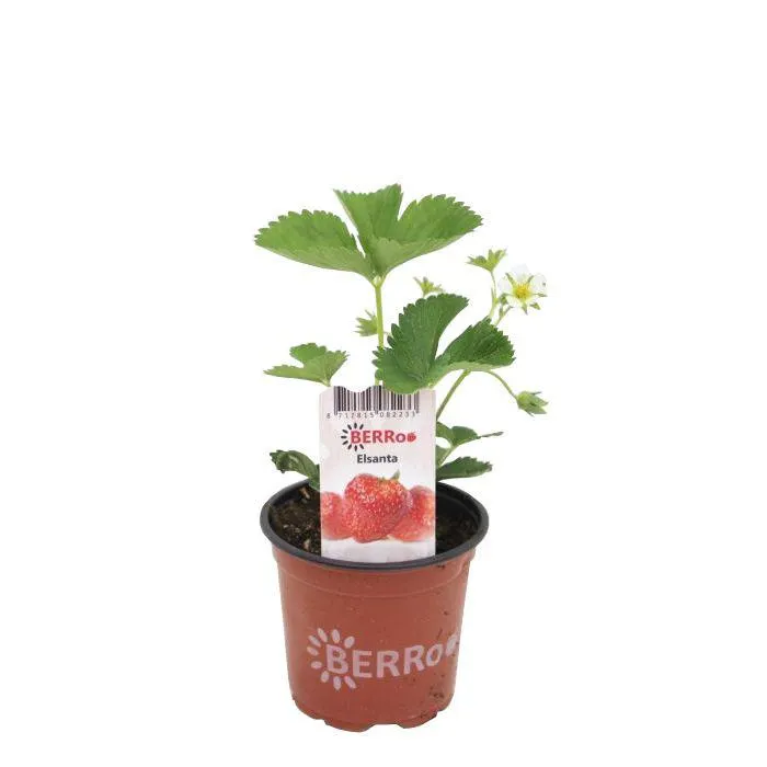 Aardbeienplant