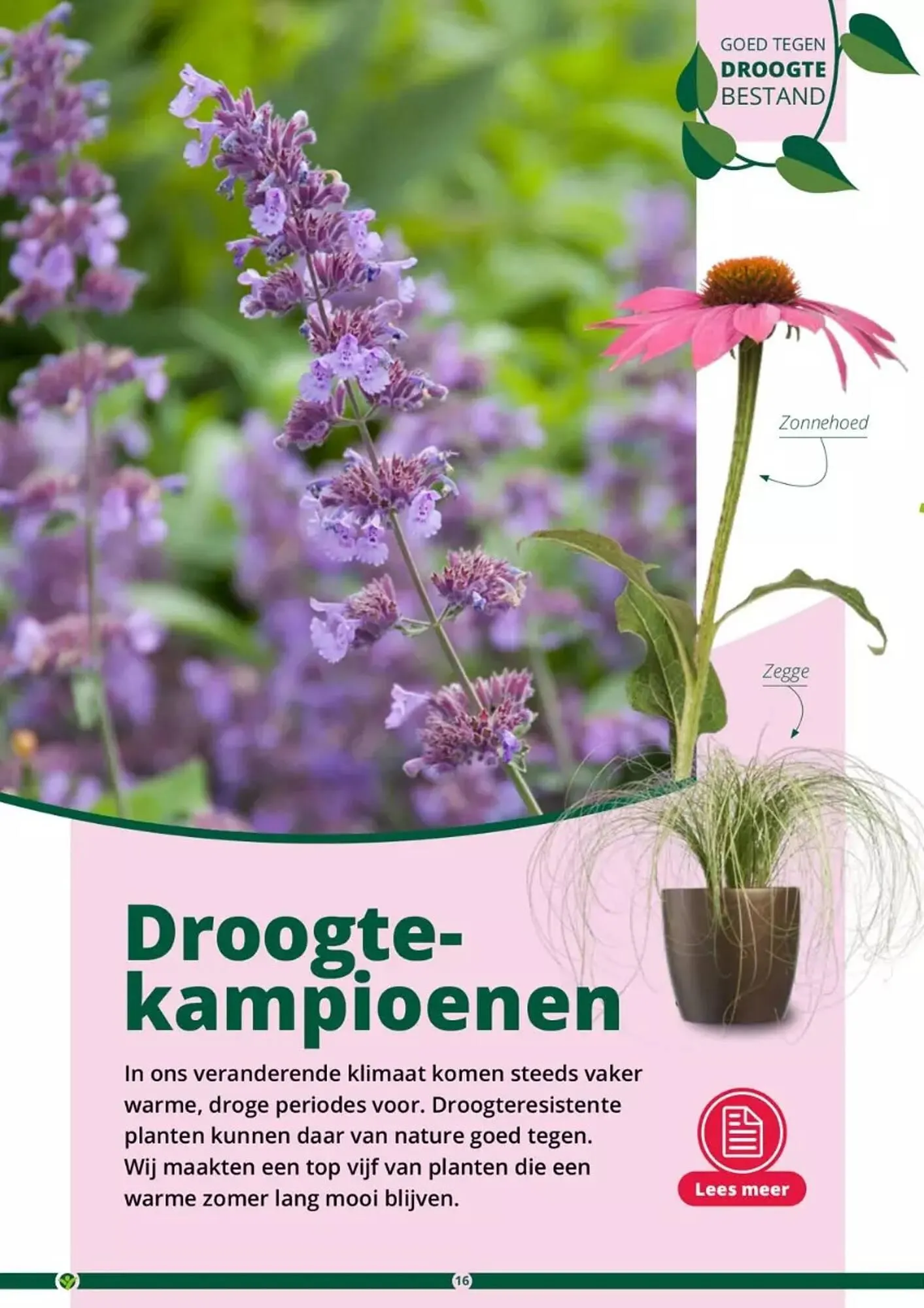 GroenRijk folder van 17 mei tot 31 augustus 2023 - Folder pagina 16