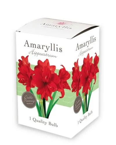 1 kadodoosje met 1 Amaryllis – dubbelbloemig