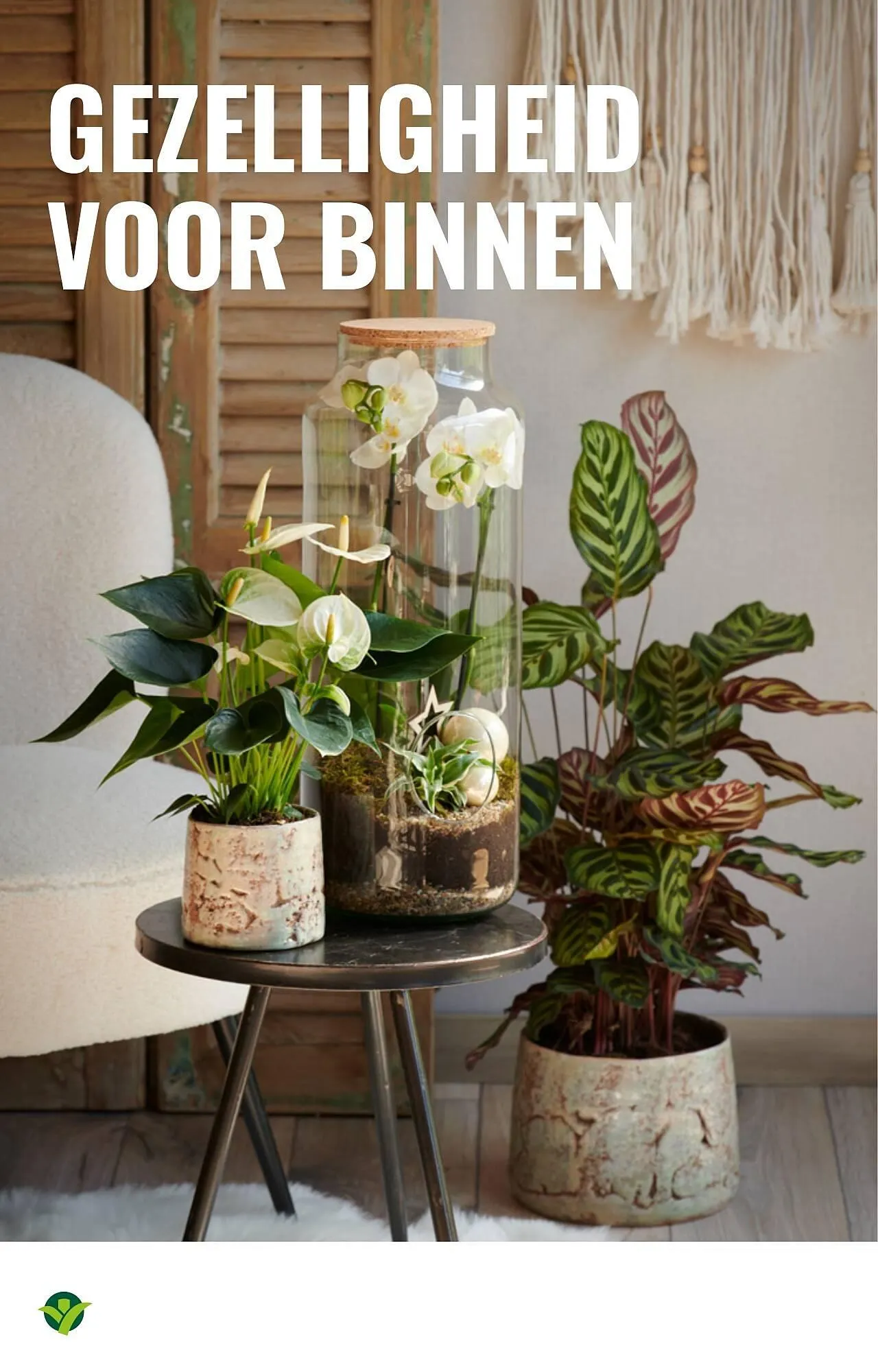 GroenRijk folder van 5 november tot 11 november 2025 - Folder pagina 16