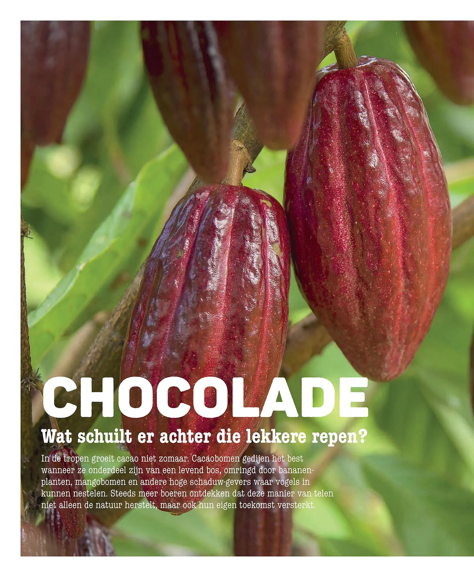 Ekoplaza magazine van 25 november tot 31 januari 2026 - Folder pagina 46