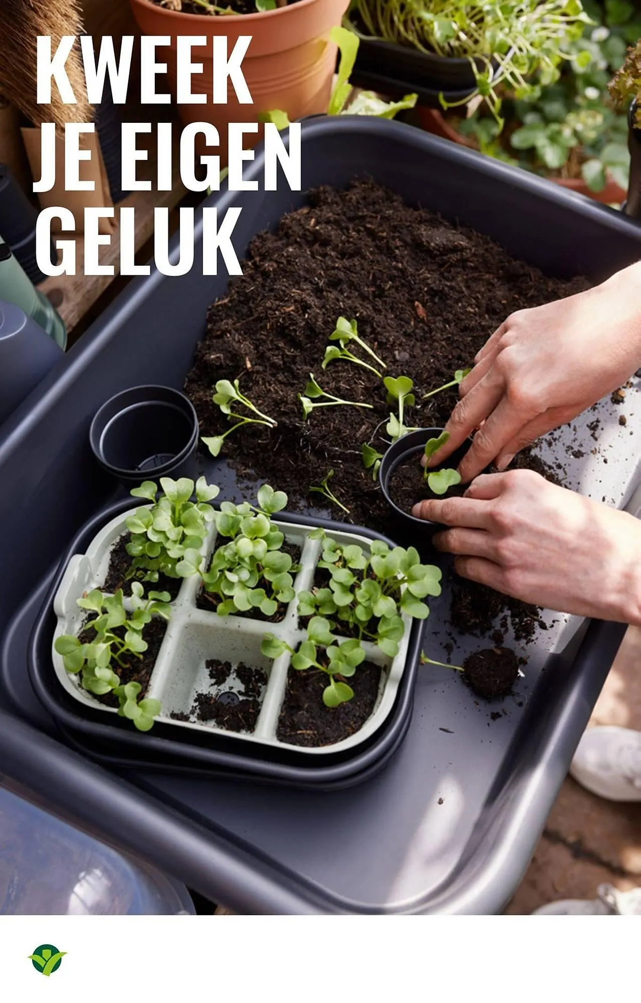 GroenRijk folder van 18 maart tot 1 april 2026 - Folder pagina 8