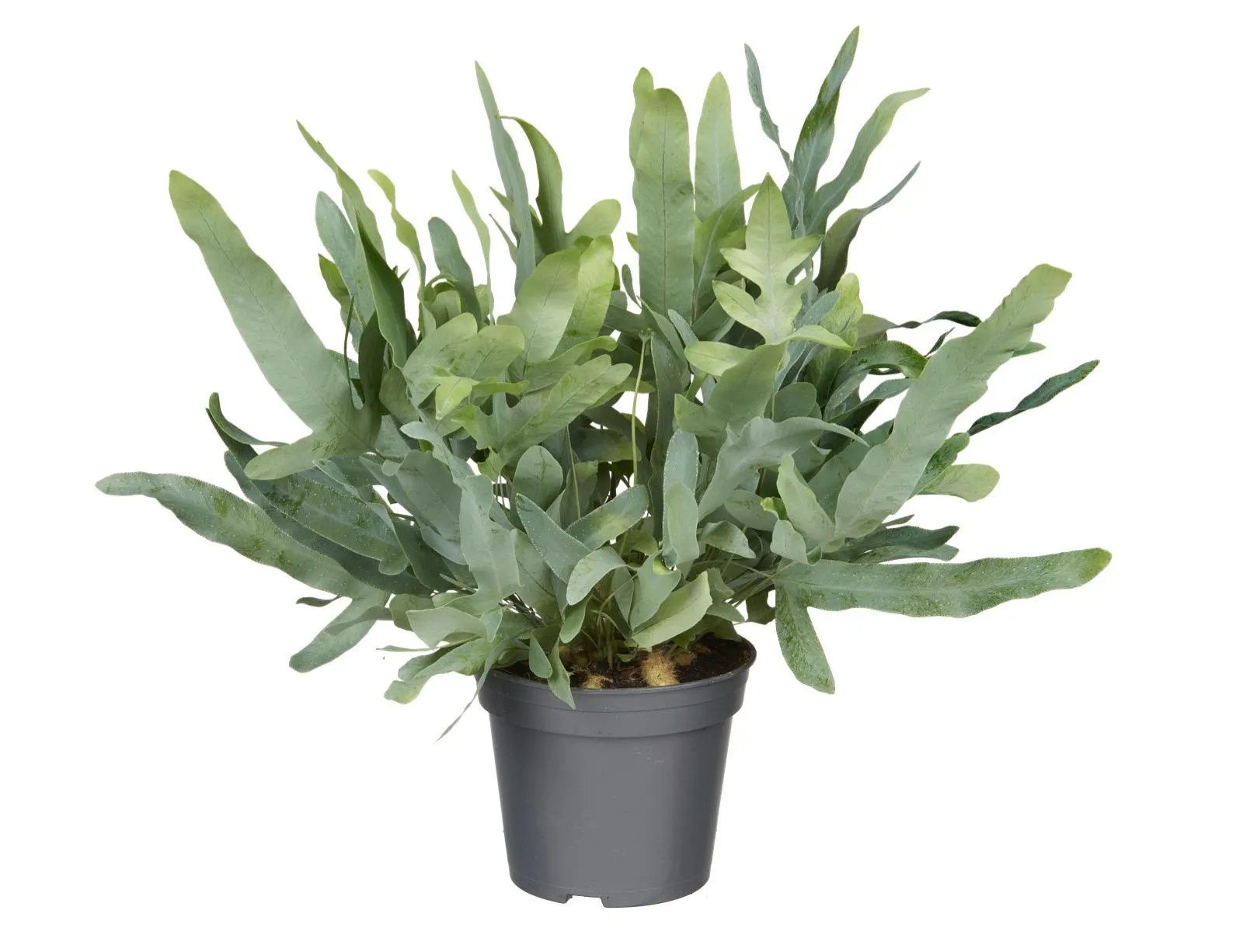 Blauwvaren (Phlebodium Aureum Blue Star)