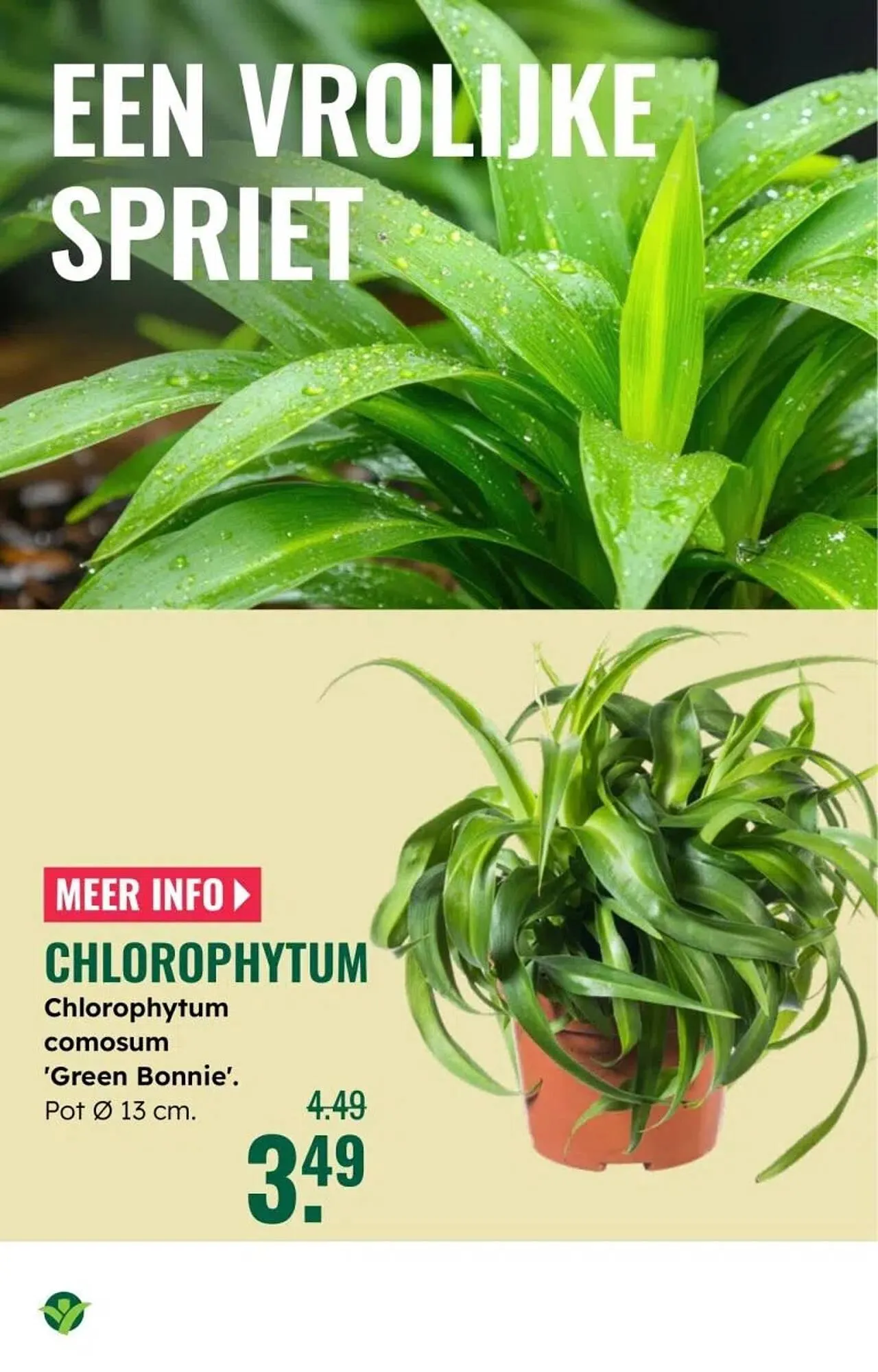 GroenRijk folder van 30 december tot 7 januari 2026 - Folder pagina 13