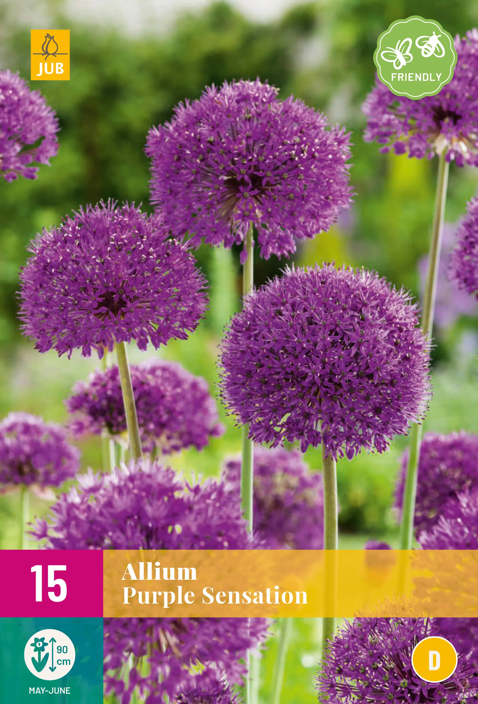 15 Allium Purple Sensation