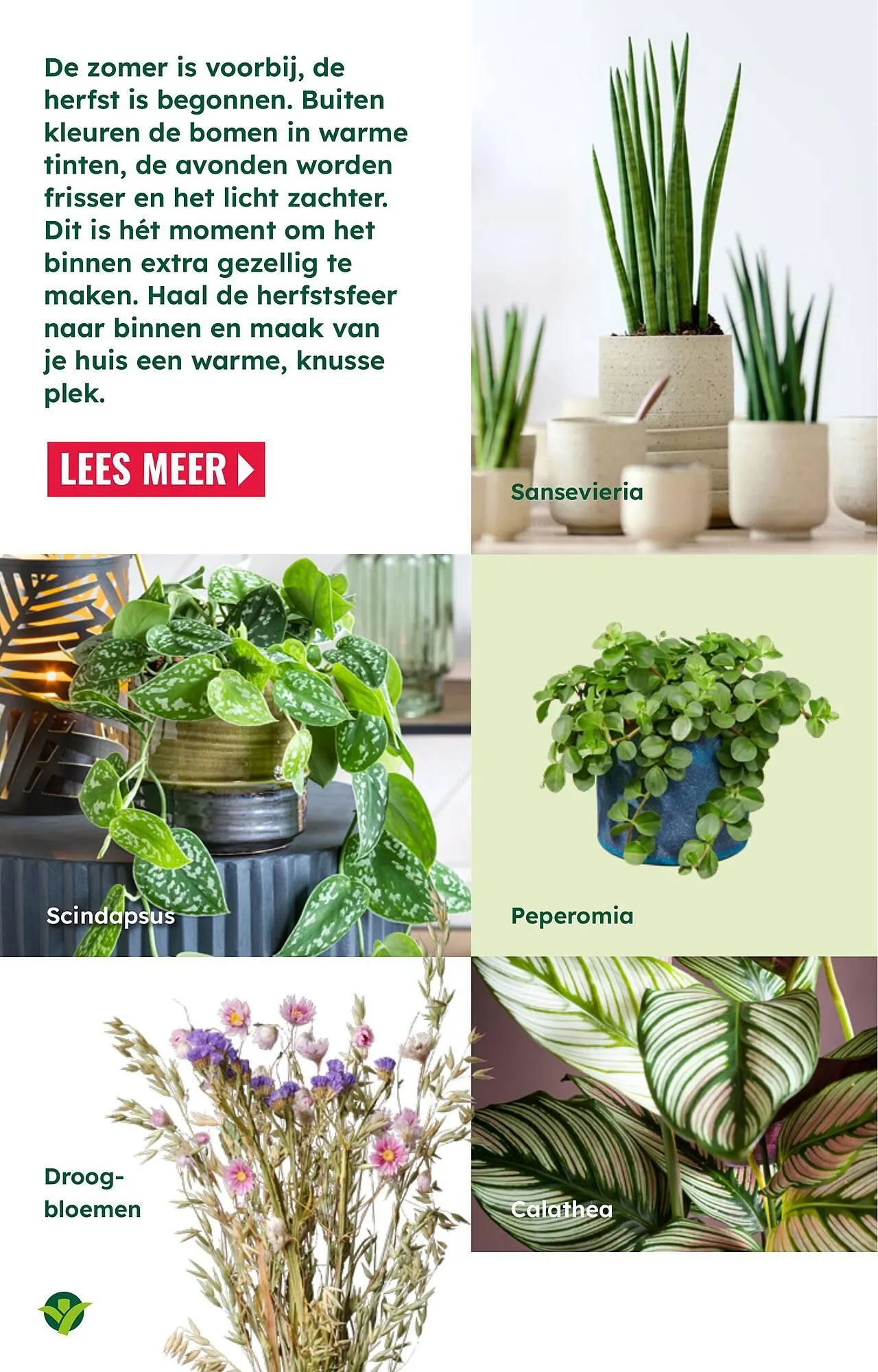 GroenRijk folder van 26 augustus tot 21 december 2025 - Folder pagina 7