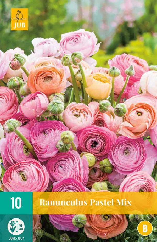 10 RANUNCULUS PASTEL MIX 6/7