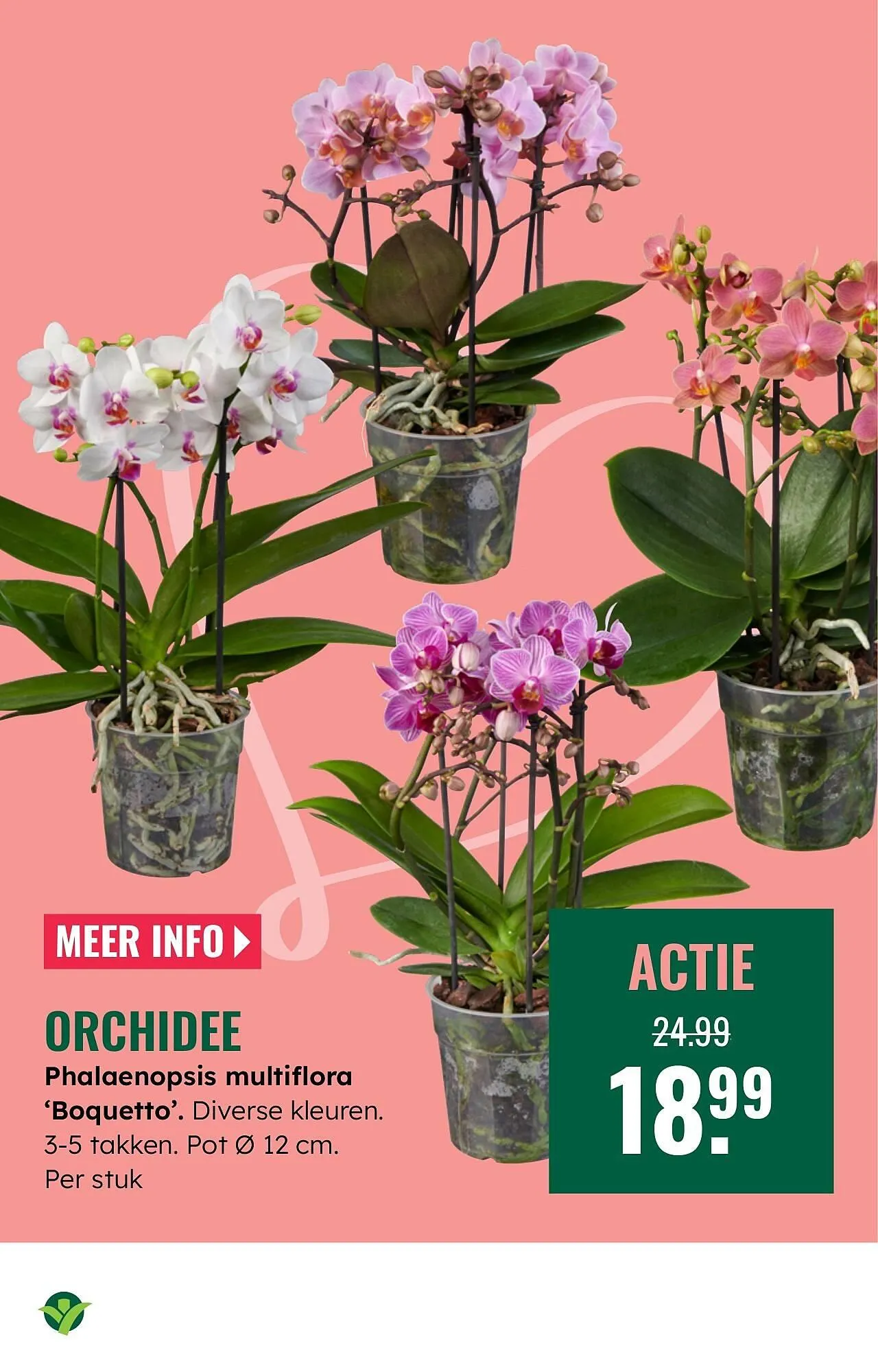 GroenRijk folder van 12 februari tot 18 februari 2026 - Folder pagina 17