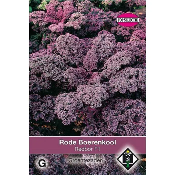 Boerenkool Rood - Redbor F1