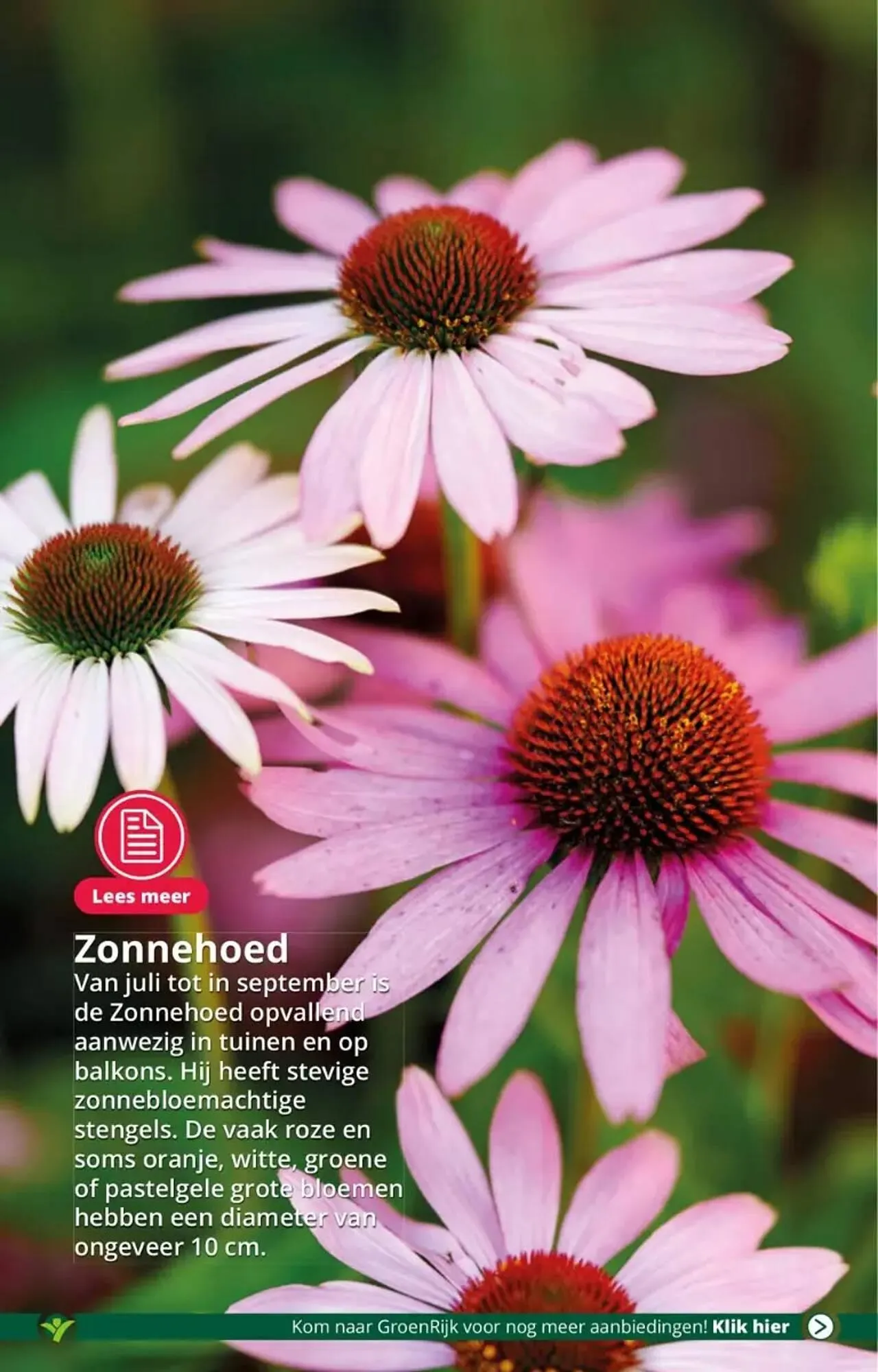 GroenRijk folder van 16 augustus tot 22 augustus 2023 - Folder pagina 5