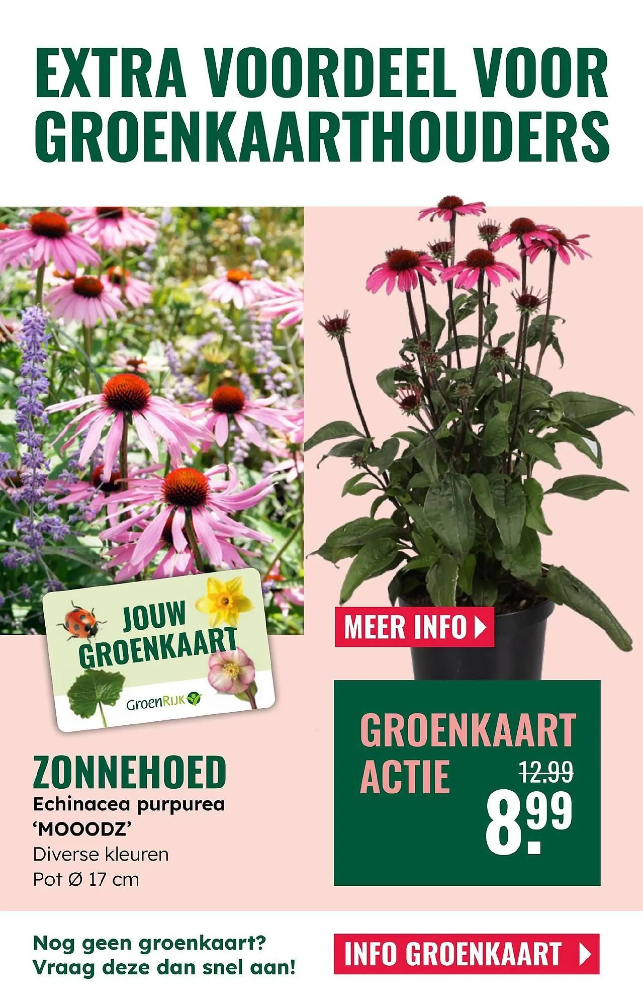 GroenRijk folder van 4 juni tot 17 juni 2025 - Folder pagina 20