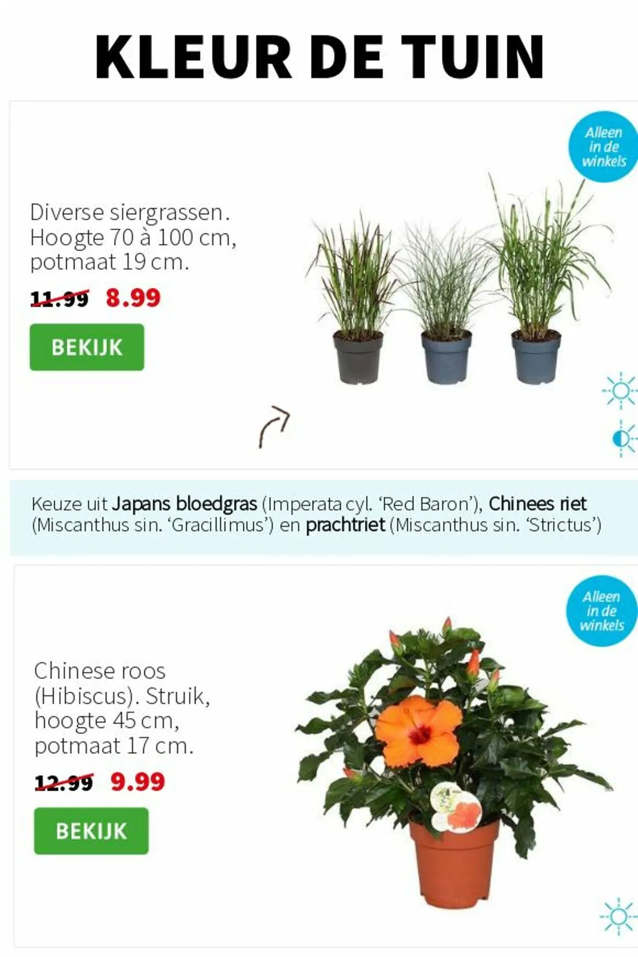 Intratuin Actuele folder van 17 augustus tot 31 augustus 2025 - Folder pagina 6