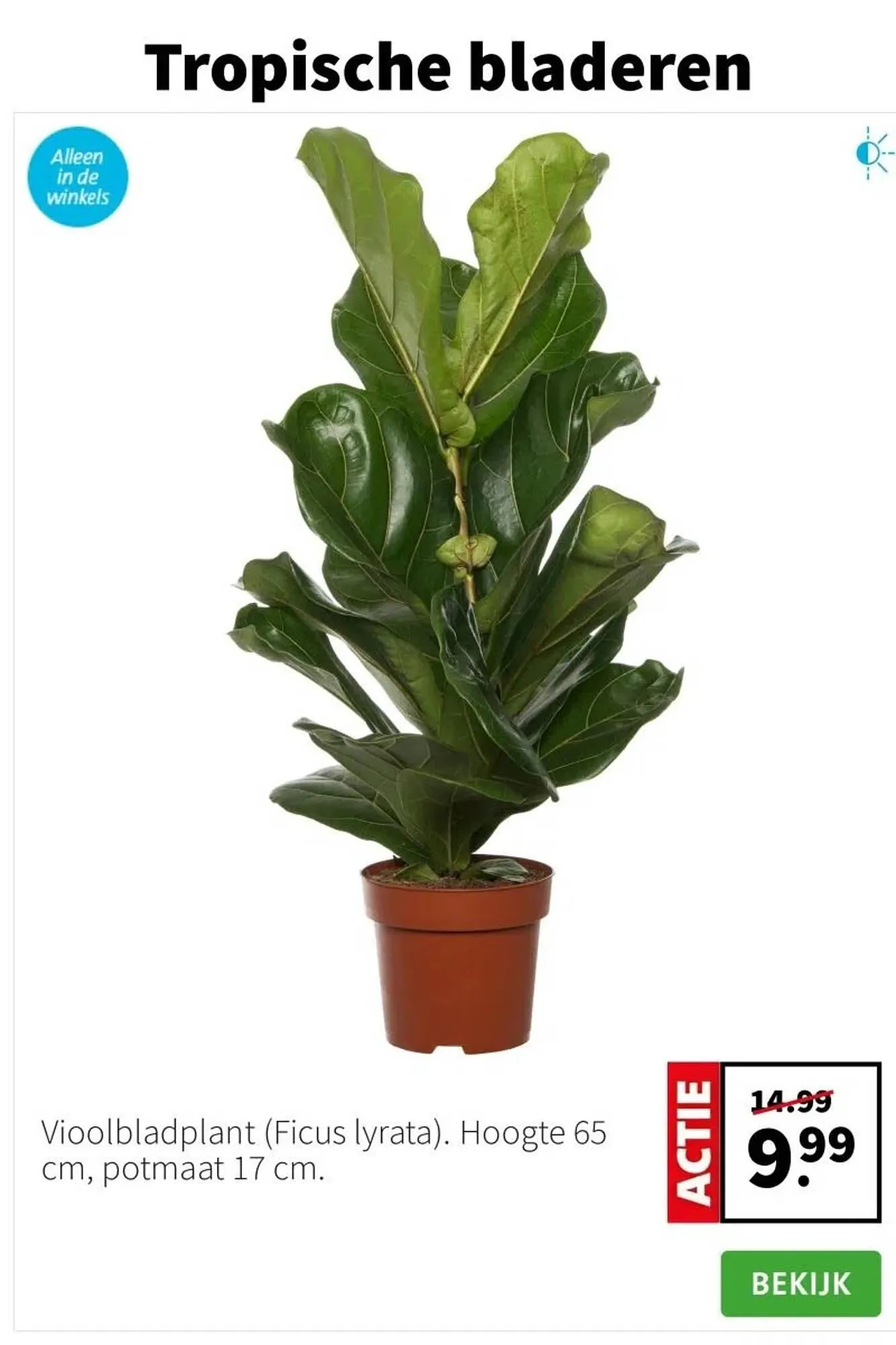 Intratuin folder van 5 januari tot 11 januari 2026 - Folder pagina 2