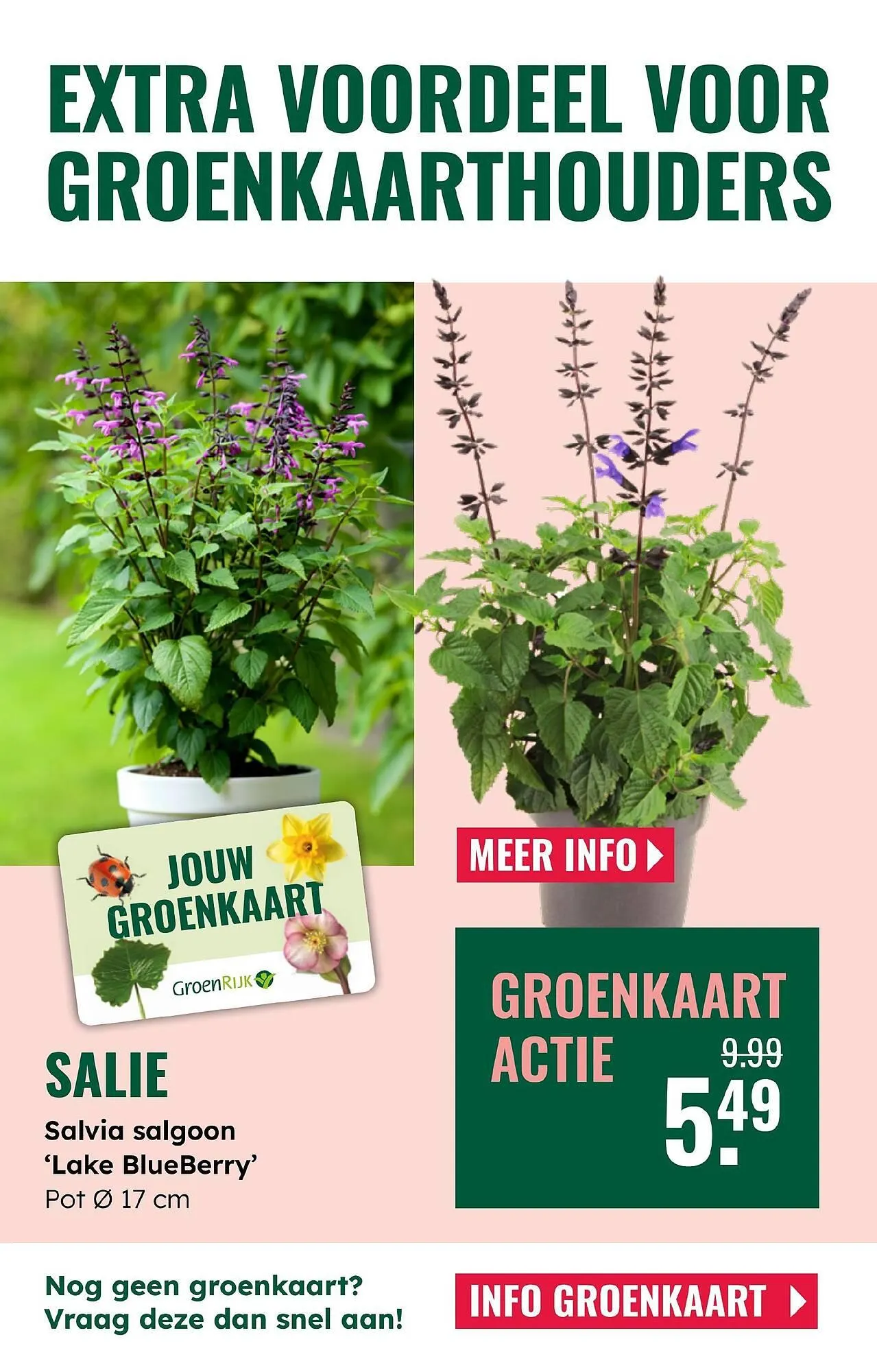 GroenRijk folder van 4 juni tot 17 juni 2025 - Folder pagina 10