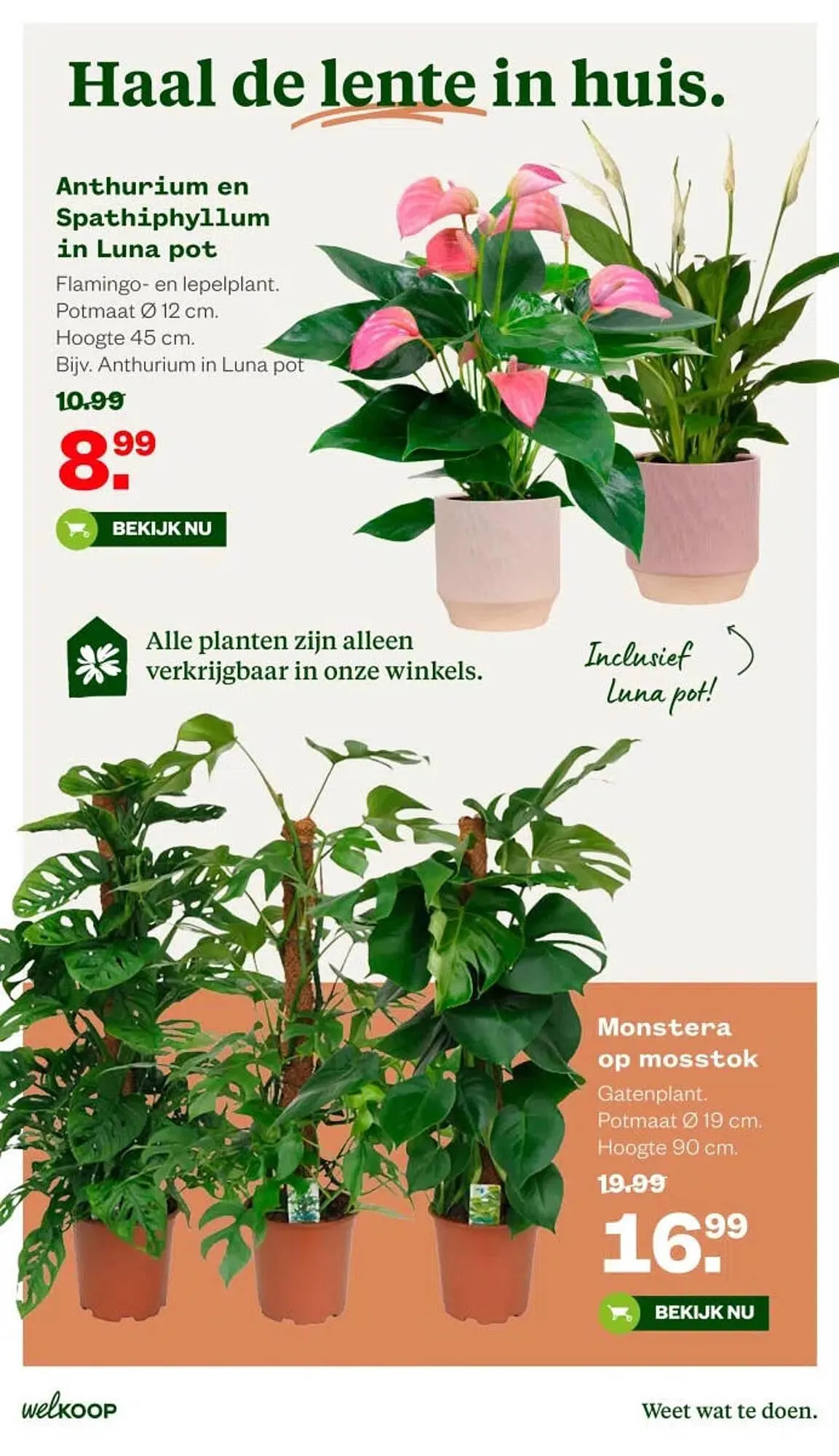 Welkoop folder van 16 maart tot 21 maart 2026 - Folder pagina 13