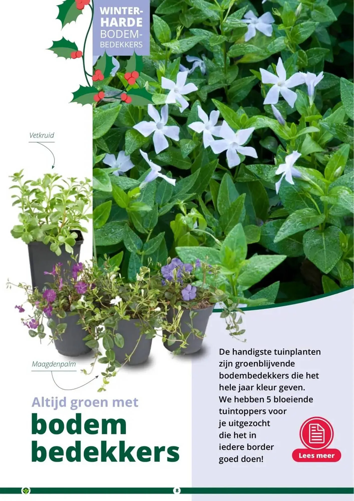 GroenRijk folder van 1 november tot 26 december 2023 - Folder pagina 8