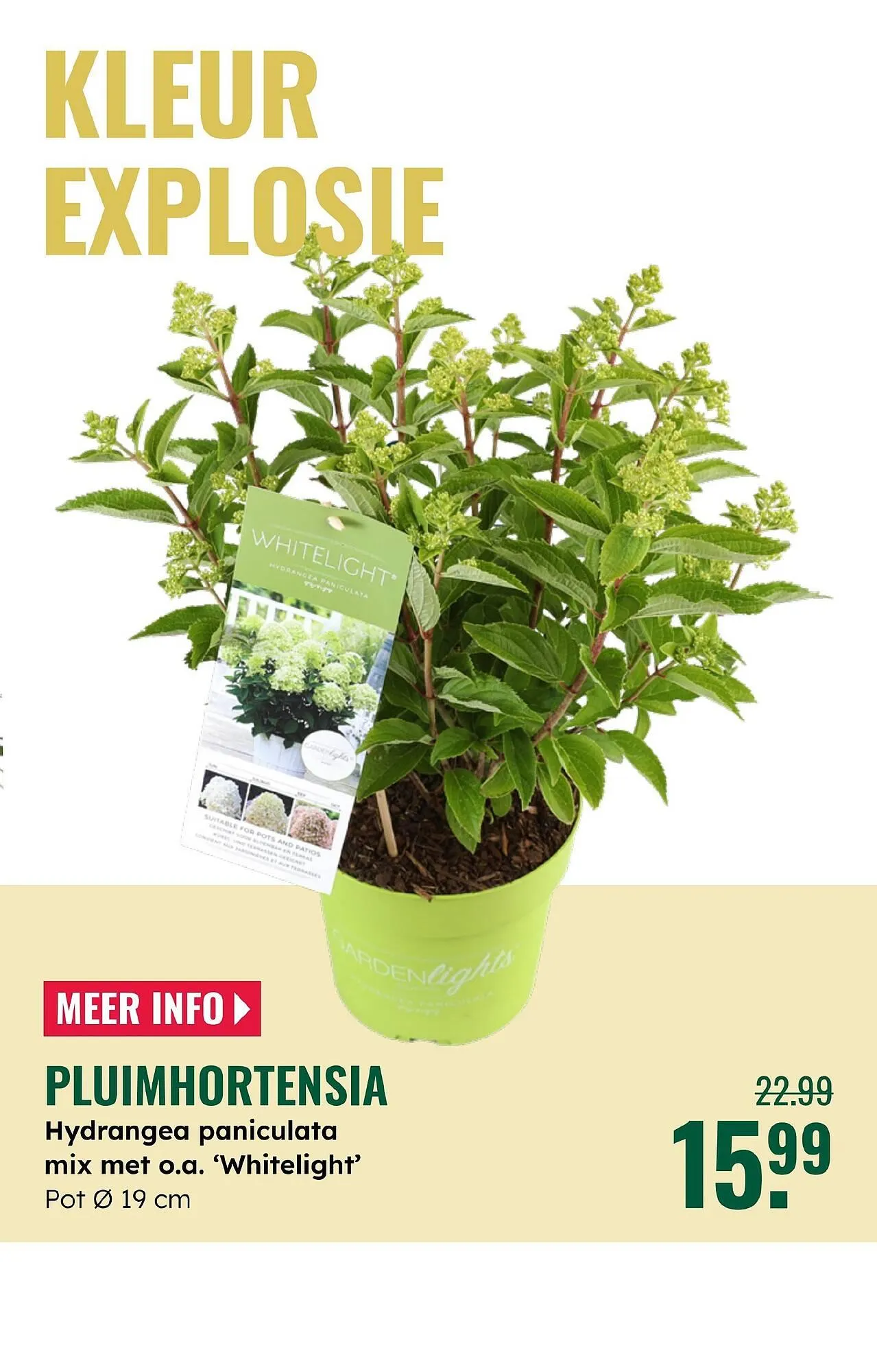 GroenRijk folder van 4 juni tot 17 juni 2025 - Folder pagina 19