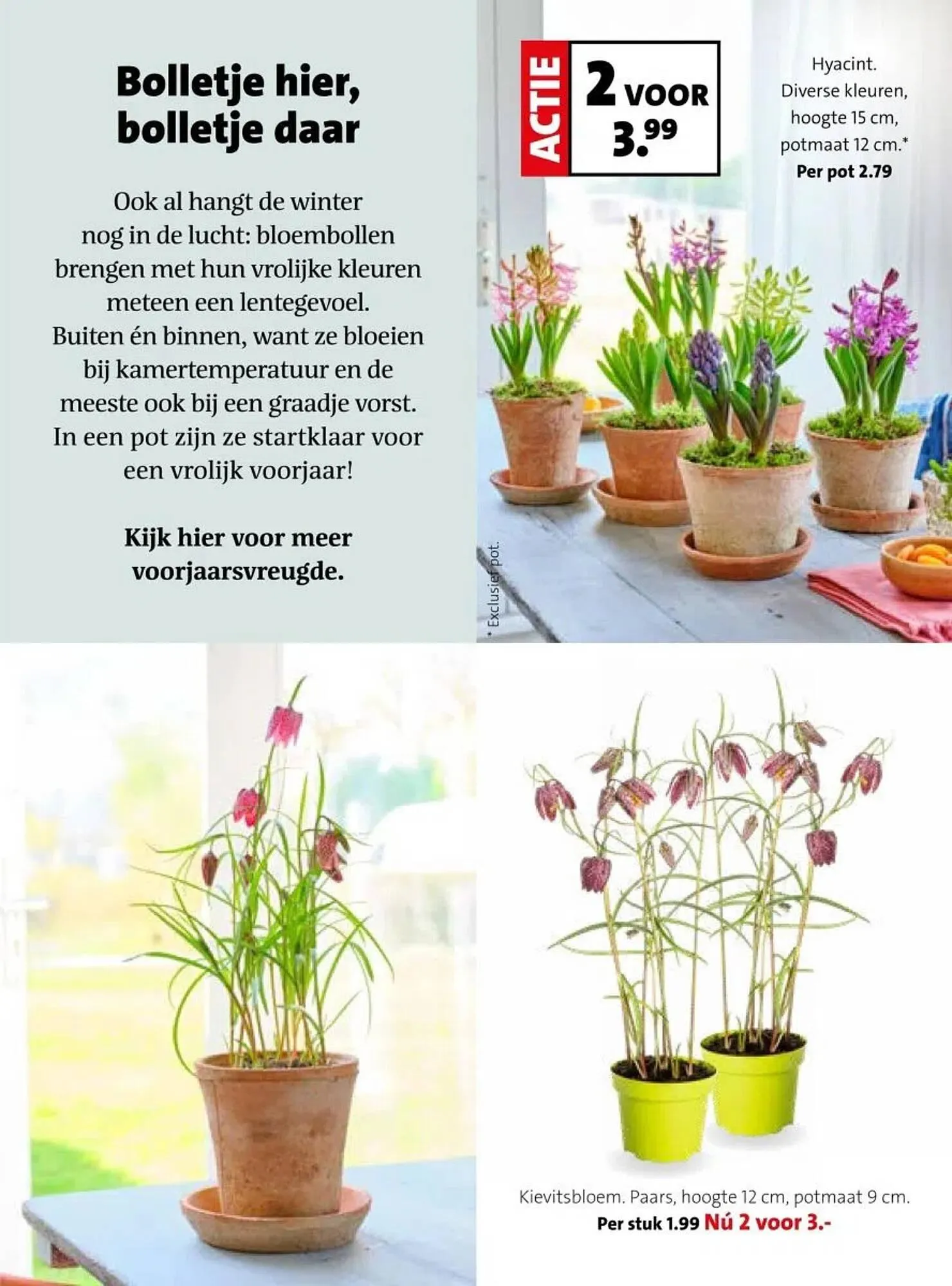 Intratuin folder van 16 februari tot 22 februari 2026 - Folder pagina 18