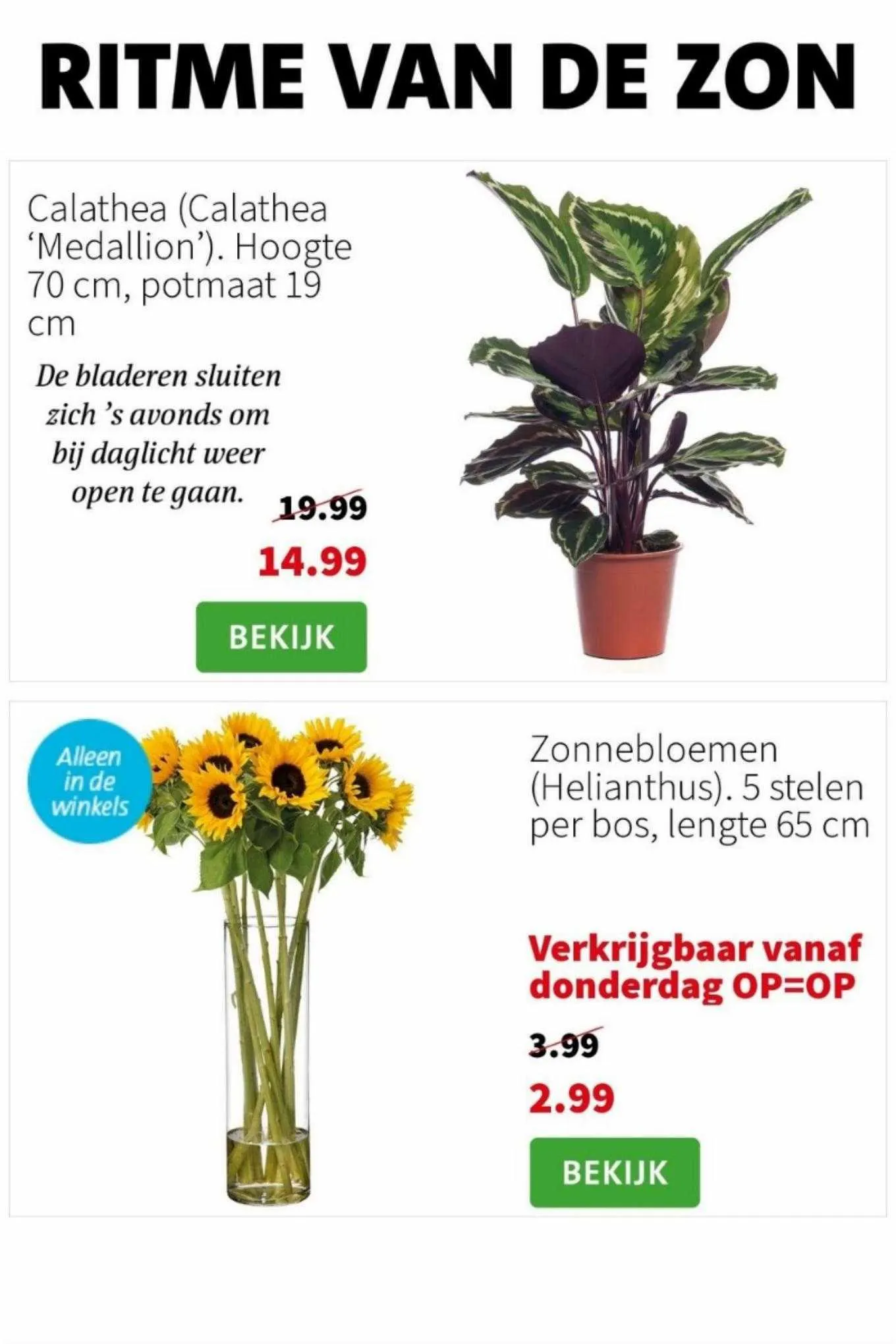 Intratuin Folder van 28 augustus tot 30 augustus 2023 - folder pagina 3