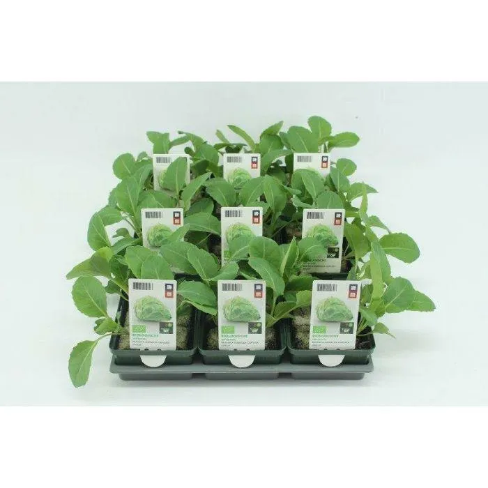 Brassica oleracea var.capitata for.alba subv.conica