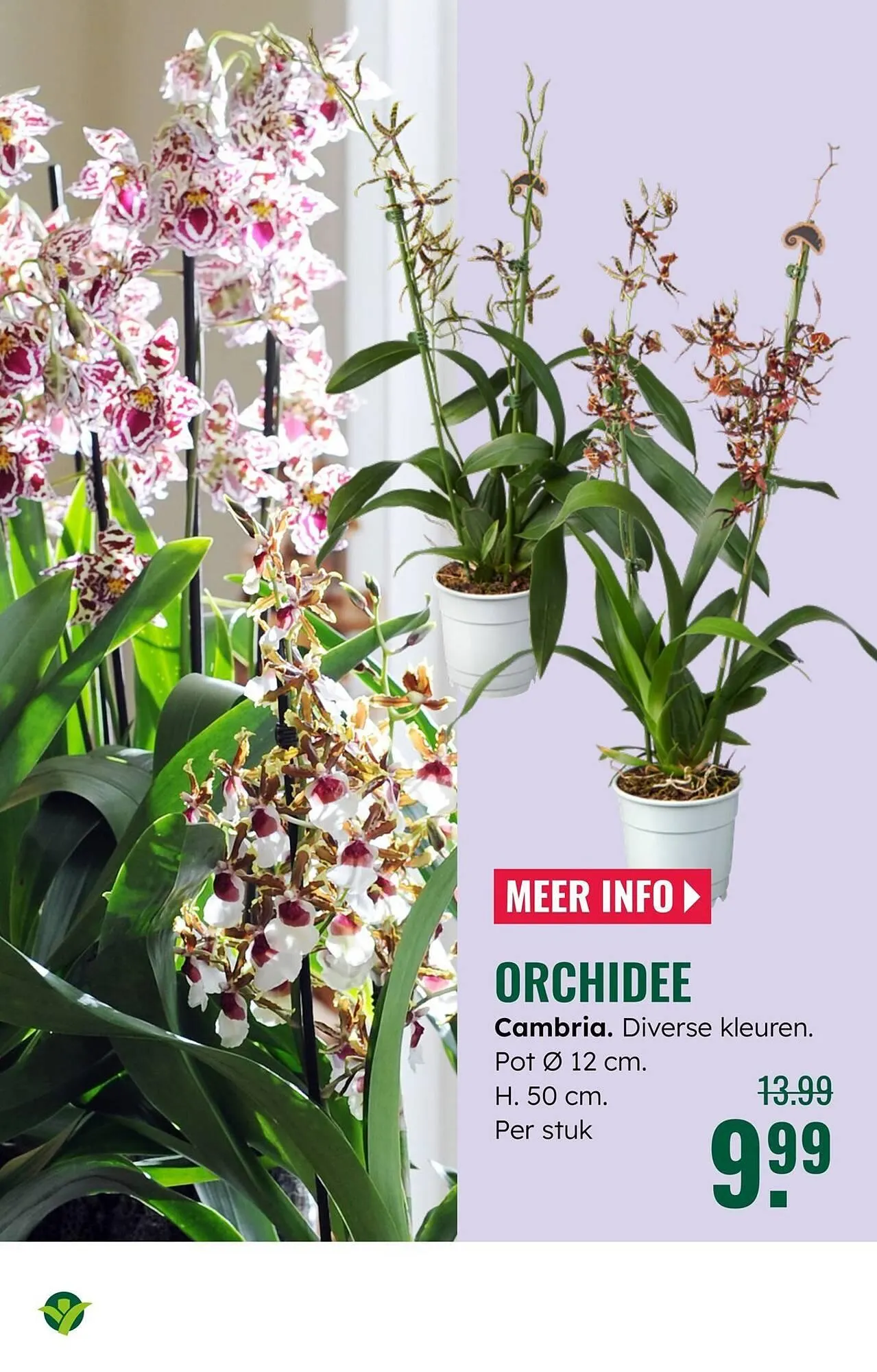 GroenRijk folder van 22 oktober tot 28 oktober 2025 - Folder pagina 6