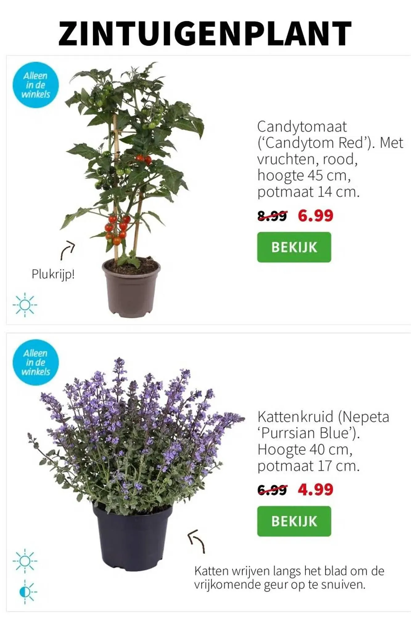 Intratuin folder van 7 juli tot 13 juli 2025 - Folder pagina 6