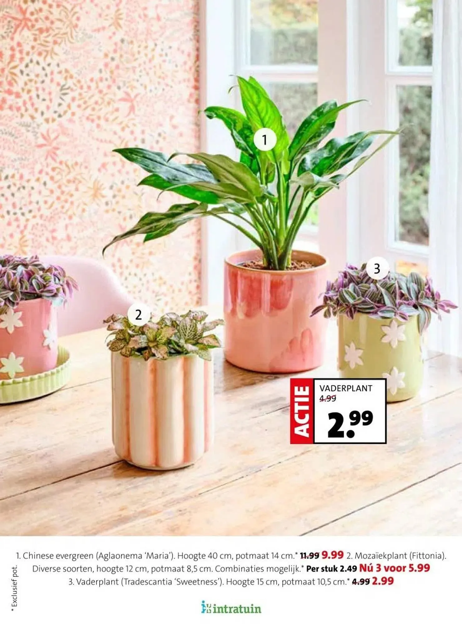 Intratuin folder van 16 februari tot 22 februari 2026 - Folder pagina 13