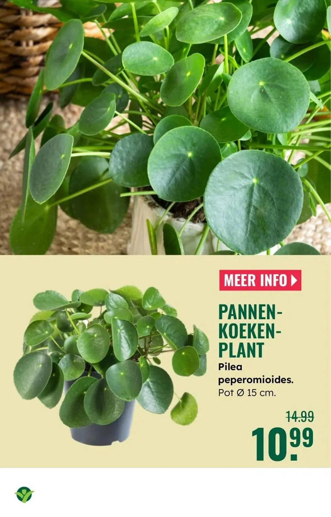 GroenRijk folder van 30 december tot 7 januari 2026 - Folder pagina 3