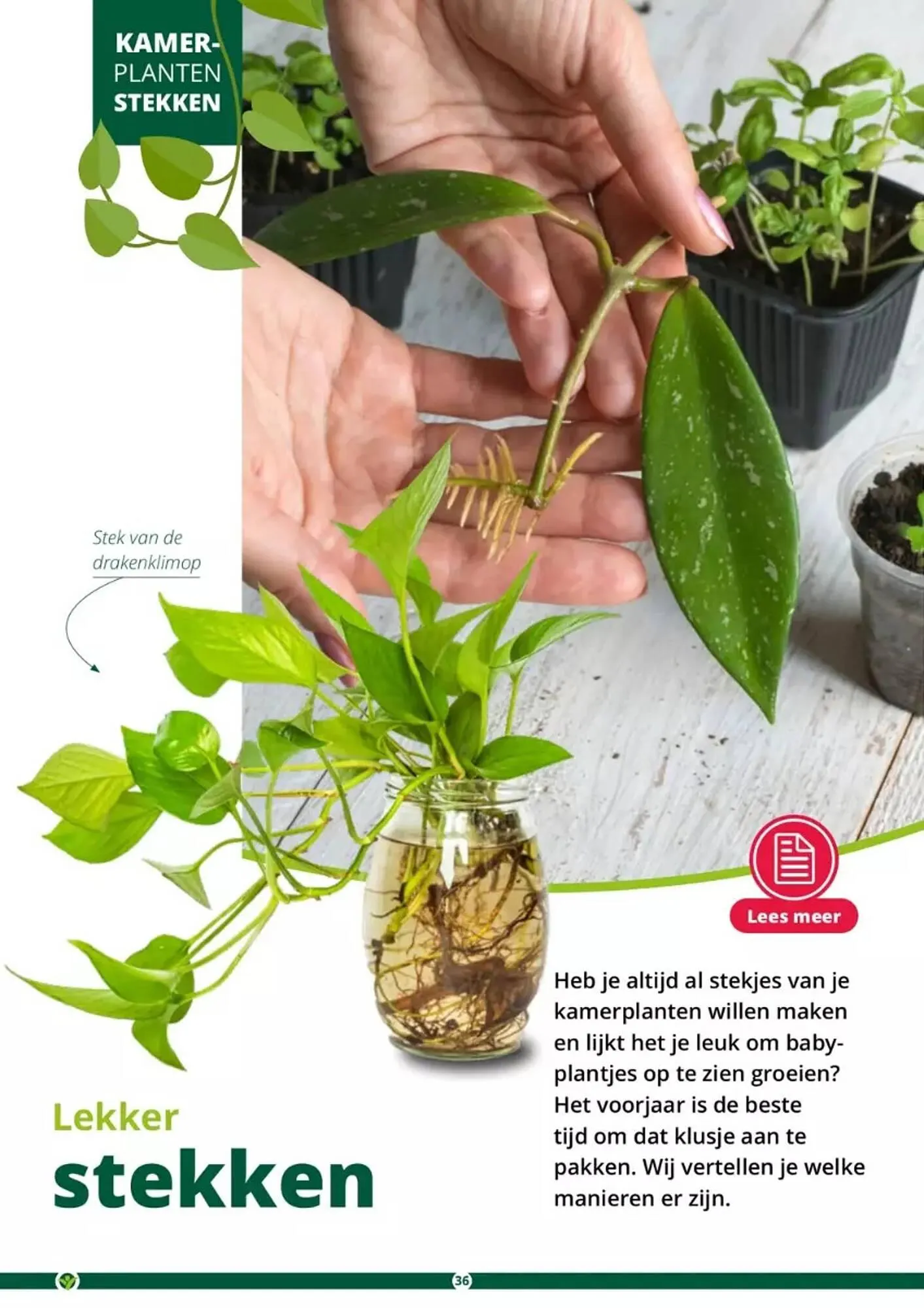 GroenRijk folder van 17 mei tot 31 augustus 2023 - Folder pagina 36