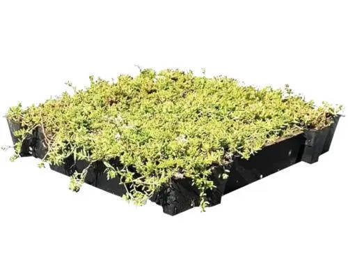 Sedumdak tray per m²