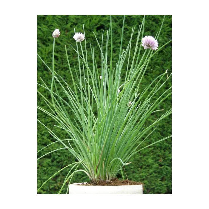 Allium schoenoprasum