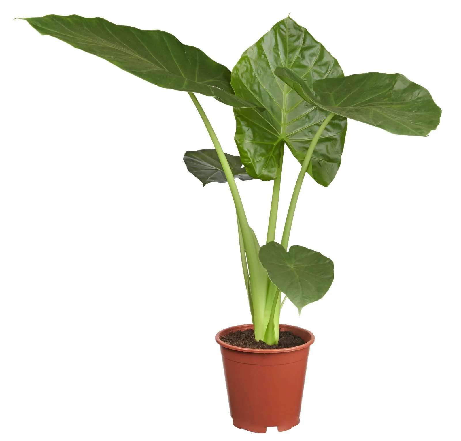 alocasia macrorrhiza potmaat 19 cm