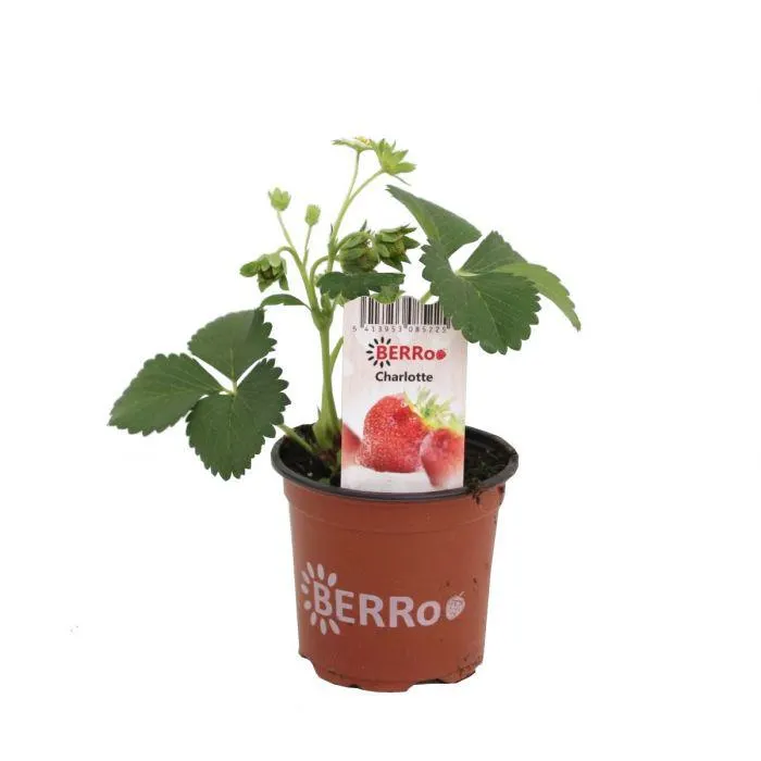 Aardbeienplant